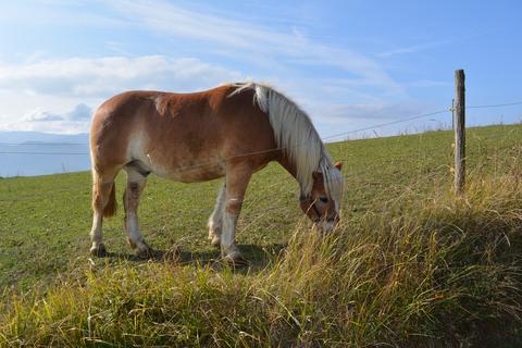 Haflinger